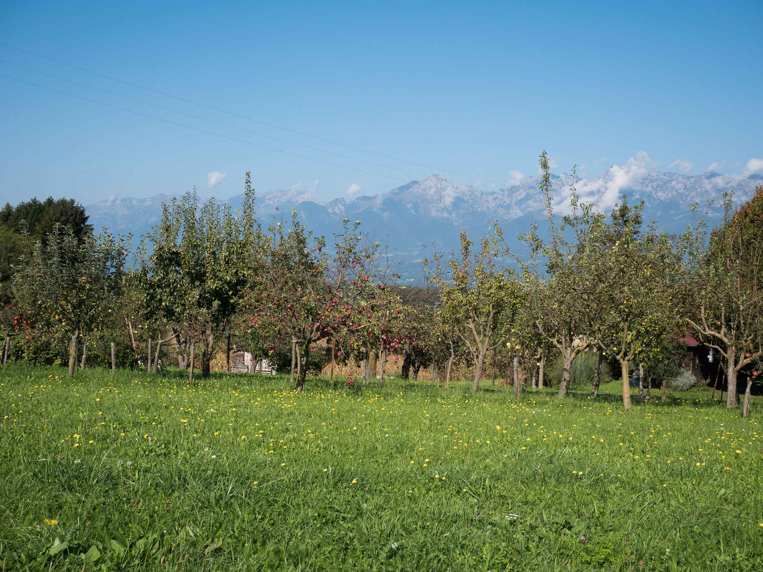 Apfelplantage vor den Gipfeln der Belluneser Dolomiten
